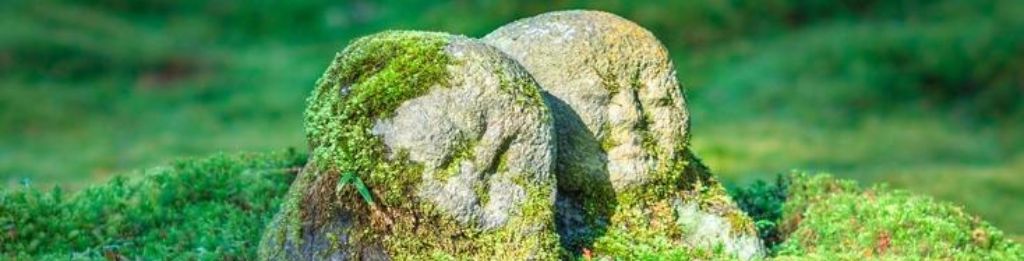 Help to create Moss in Rocks - Building Support - Developer Forum